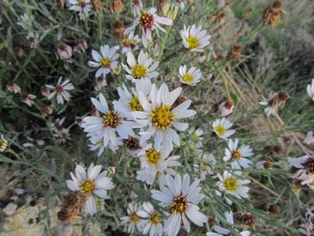 Tripolium sorrentinoi (=Aster sorrentinii) / Astro di Sorrentino